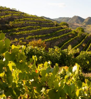 El viñedo del Priorat