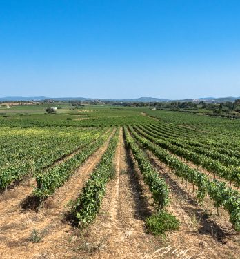 I vini e i Cava del Penedès