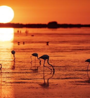 Degustazione di ostriche