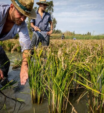 Tra le risaie